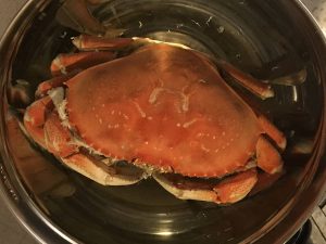 Dungeness crab (top side) briefly cooling in icewater after cooking